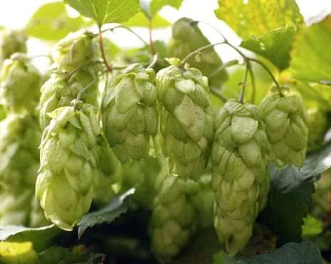 Build A Personal Beer Garden: Cultivating Hops Turns Out Straightforward and Satisfying